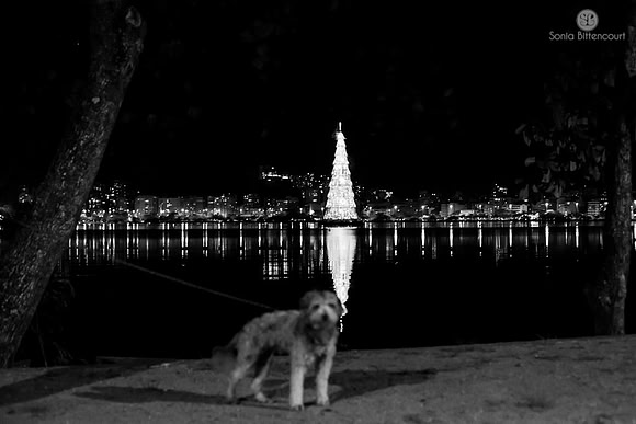 Árvore de natal da Lagoa - 2014-38