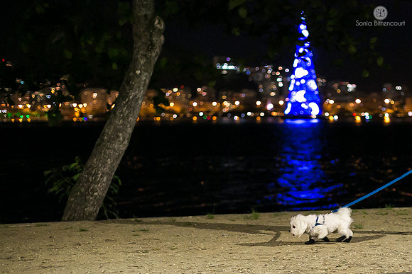 Árvore de natal da Lagoa - 2014-37