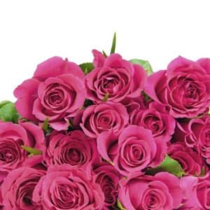 casamentoclick---flor-rosa-1404426196104_300x300